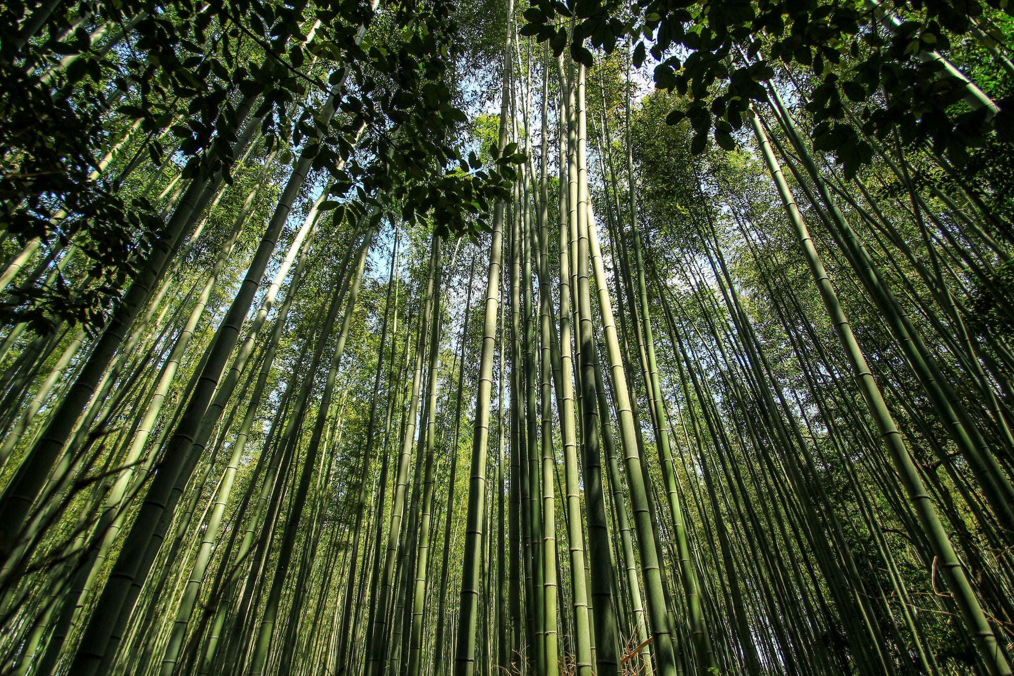 高聳的竹竿穿過茂密的竹林樹冠向上伸展,陽光透過葉片灑落下來