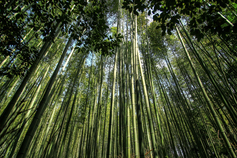 高聳的竹竿穿過茂密的竹林樹冠向上伸展，陽光透過葉片灑落下來